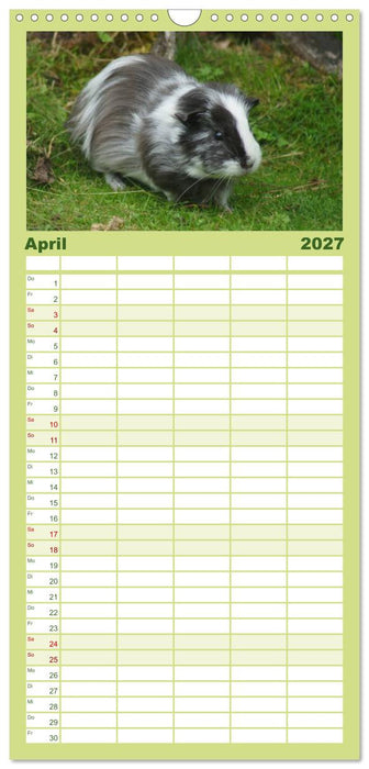 Kuschelige Meerschweinchen (CALVENDO Familienplaner 2027)