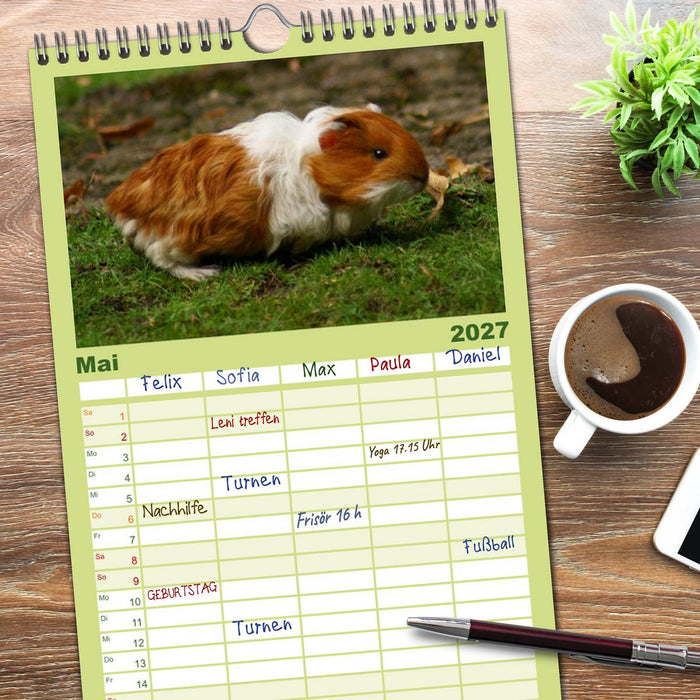 Kuschelige Meerschweinchen (CALVENDO Familienplaner 2027)