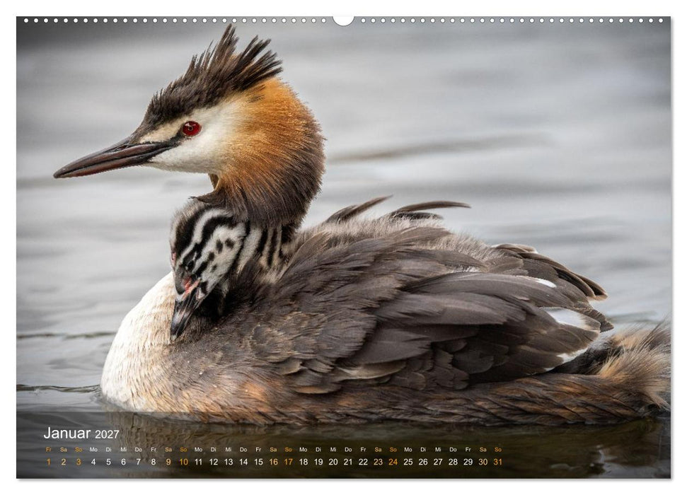 Einzigartige Einblicke in die Kinderstube der Haubentaucher (CALVENDO Premium Wandkalender 2027)