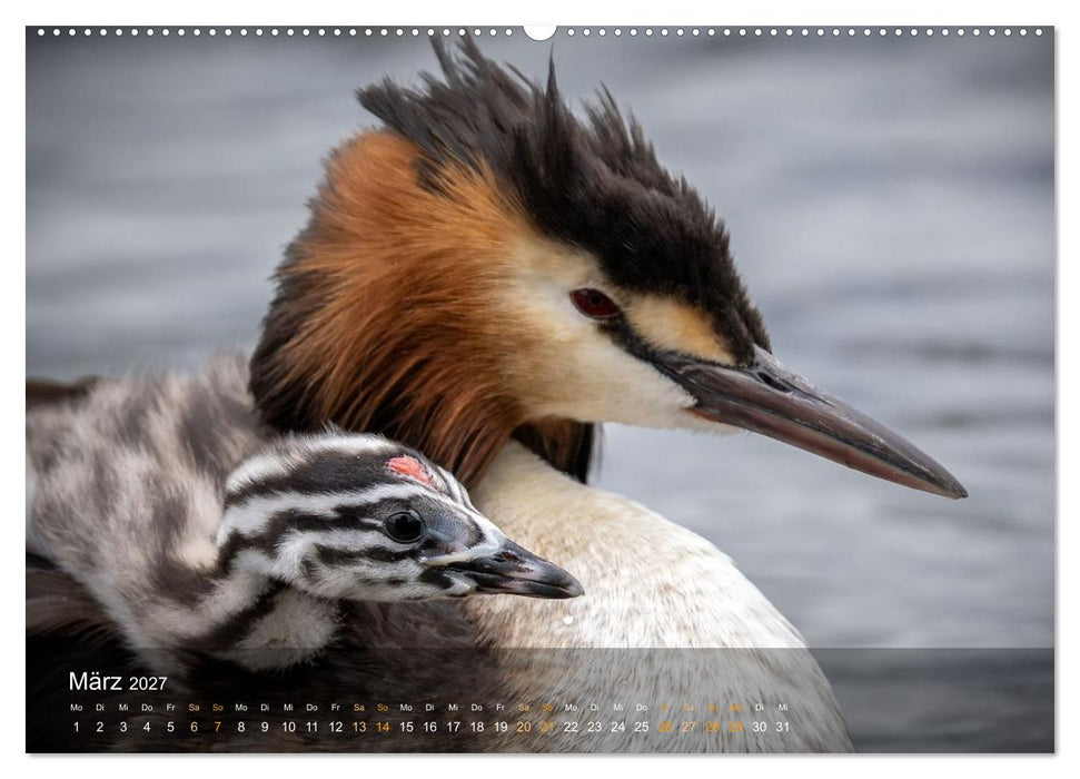 Einzigartige Einblicke in die Kinderstube der Haubentaucher (CALVENDO Premium Wandkalender 2027)