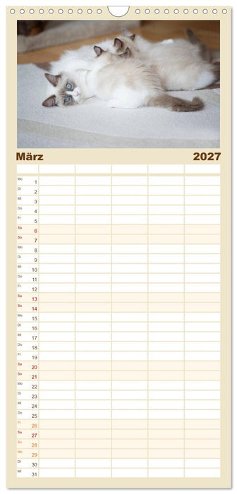 Zauberhafte Ragdolls (CALVENDO Familienplaner 2027)