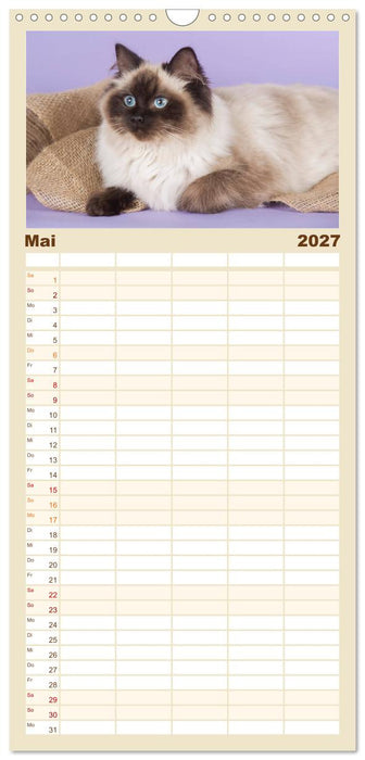 Zauberhafte Ragdolls (CALVENDO Familienplaner 2027)