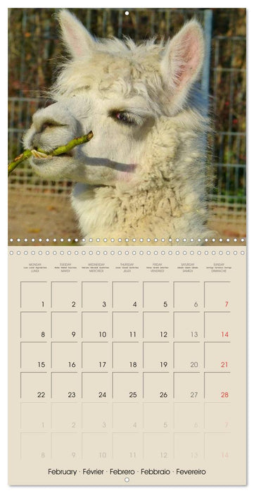 Alpacas & Llamas (CALVENDO Monthly Calendar 2027)
