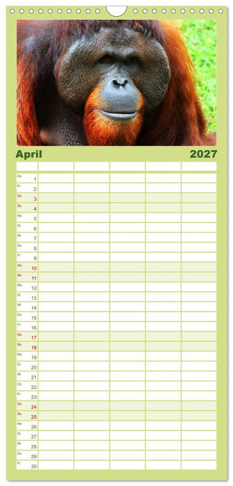 Orang-Utans (CALVENDO Familienplaner 2027)