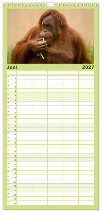 Orang-Utans (CALVENDO Familienplaner 2027)