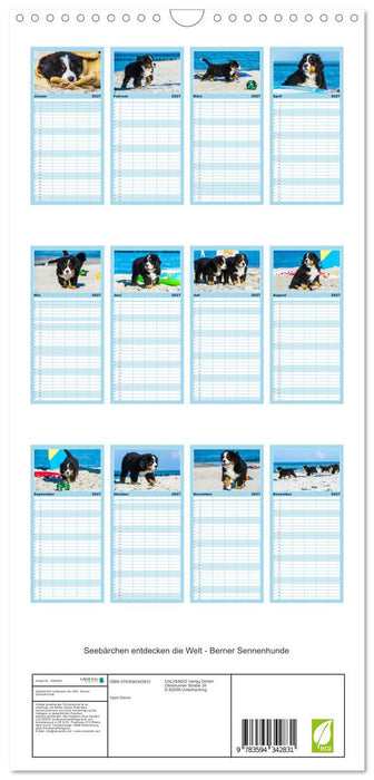 Seebärchen entdecken die Welt - Berner Sennenhunde (CALVENDO Familienplaner 2027)