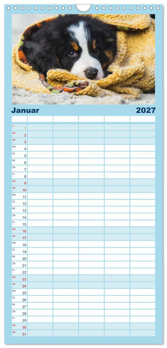 Seebärchen entdecken die Welt - Berner Sennenhunde (CALVENDO Familienplaner 2027)
