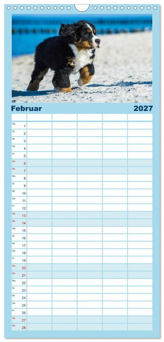 Seebärchen entdecken die Welt - Berner Sennenhunde (CALVENDO Familienplaner 2027)