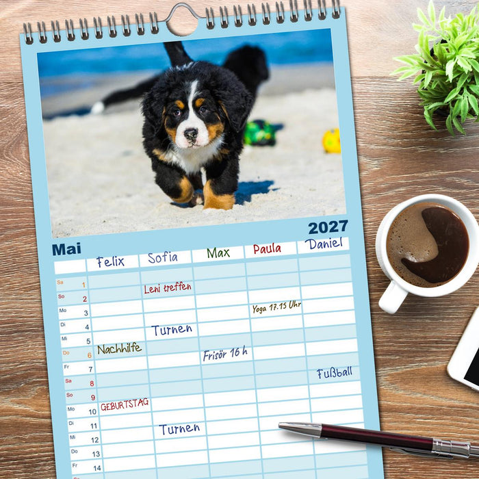 Seebärchen entdecken die Welt - Berner Sennenhunde (CALVENDO Familienplaner 2027)