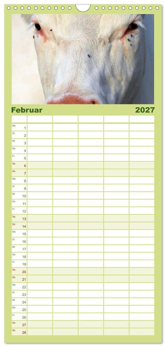 Kühe (CALVENDO Familienplaner 2027)