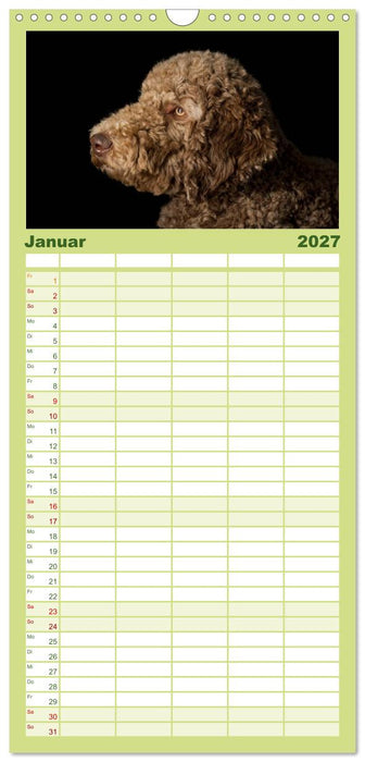 Pudel (CALVENDO Familienplaner 2027)