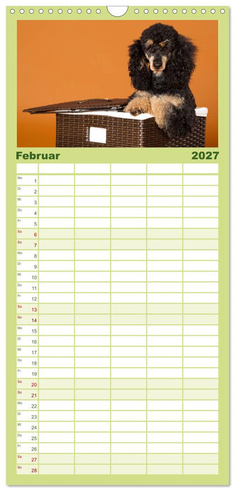 Pudel (CALVENDO Familienplaner 2027)