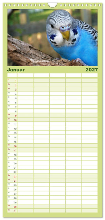 Wellensittiche (CALVENDO Familienplaner 2027)