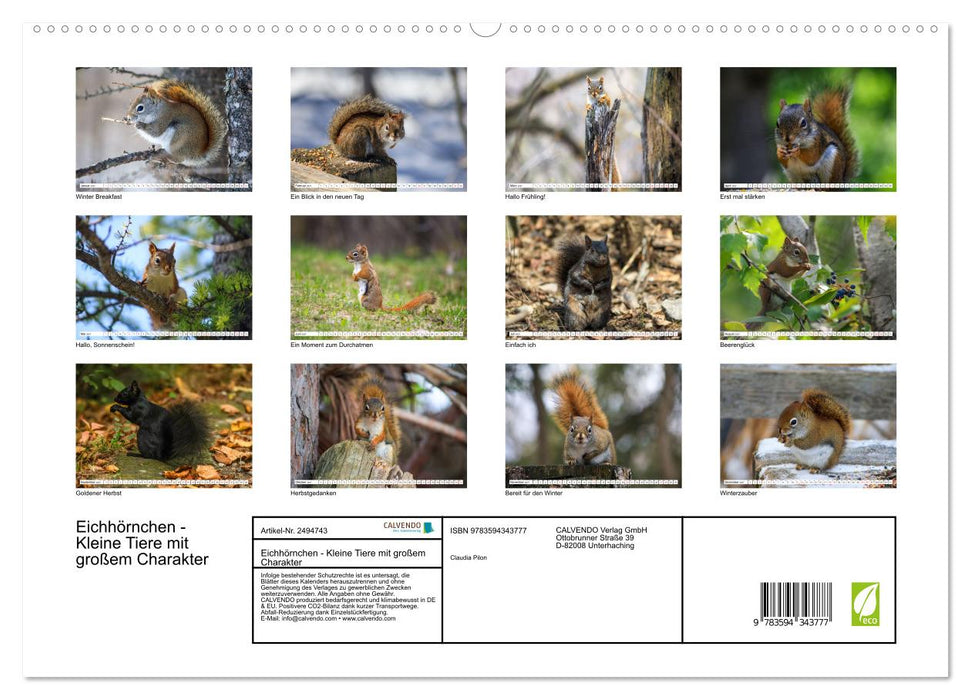 Eichhörnchen - Kleine Tiere mit großem Charakter (CALVENDO Premium Wandkalender 2027)