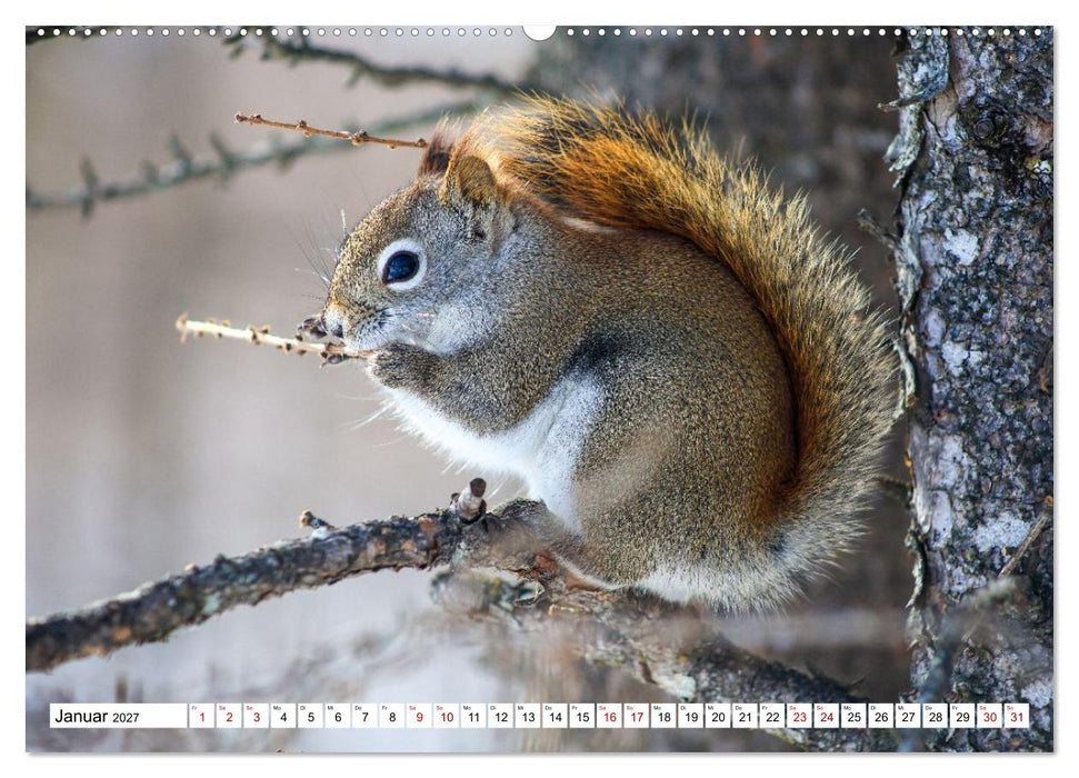 Eichhörnchen - Kleine Tiere mit großem Charakter (CALVENDO Premium Wandkalender 2027)
