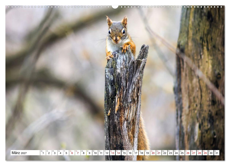 Eichhörnchen - Kleine Tiere mit großem Charakter (CALVENDO Premium Wandkalender 2027)