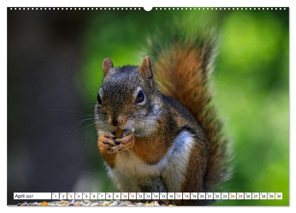 Eichhörnchen - Kleine Tiere mit großem Charakter (CALVENDO Premium Wandkalender 2027)