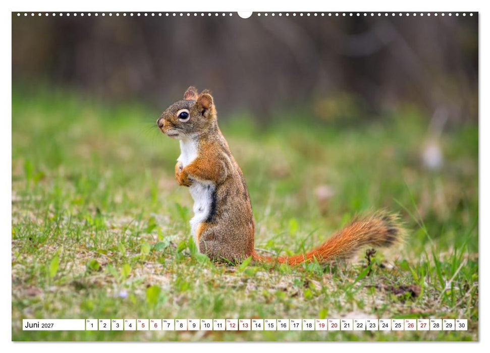 Eichhörnchen - Kleine Tiere mit großem Charakter (CALVENDO Premium Wandkalender 2027)