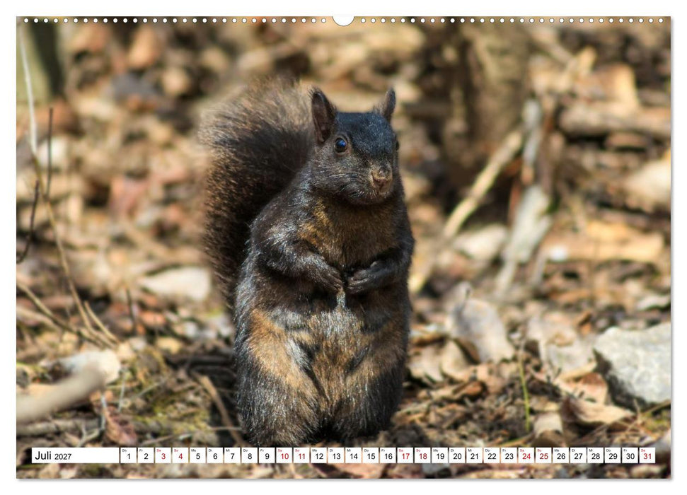 Eichhörnchen - Kleine Tiere mit großem Charakter (CALVENDO Premium Wandkalender 2027)