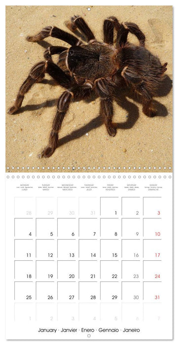 Spiders and Tarantulas (CALVENDO Monthly Calendar 2027)