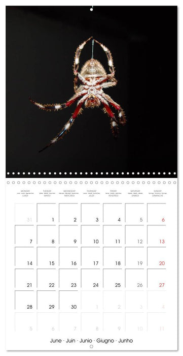 Spiders and Tarantulas (CALVENDO Monthly Calendar 2027)