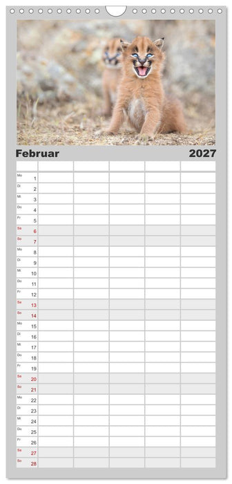 Raubkatzenkinder (CALVENDO Familienplaner 2027)