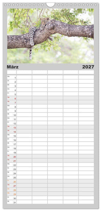Raubkatzenkinder (CALVENDO Familienplaner 2027)