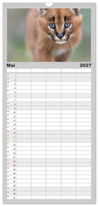 Raubkatzenkinder (CALVENDO Familienplaner 2027)