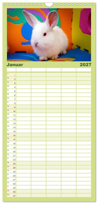 Lustige Kaninchen (CALVENDO Familienplaner 2027)