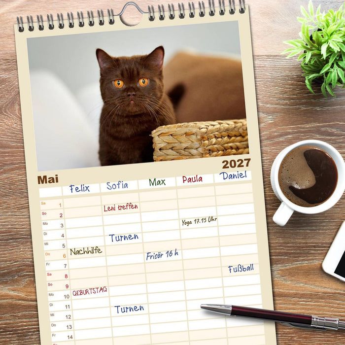 Die Britisch Kurzhaar Katze (CALVENDO Familienplaner 2027)