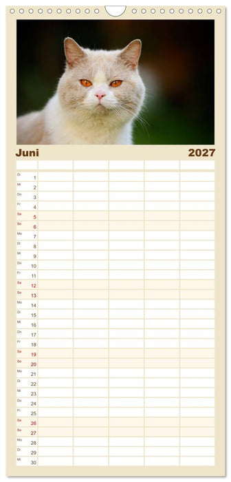 Die Britisch Kurzhaar Katze (CALVENDO Familienplaner 2027)