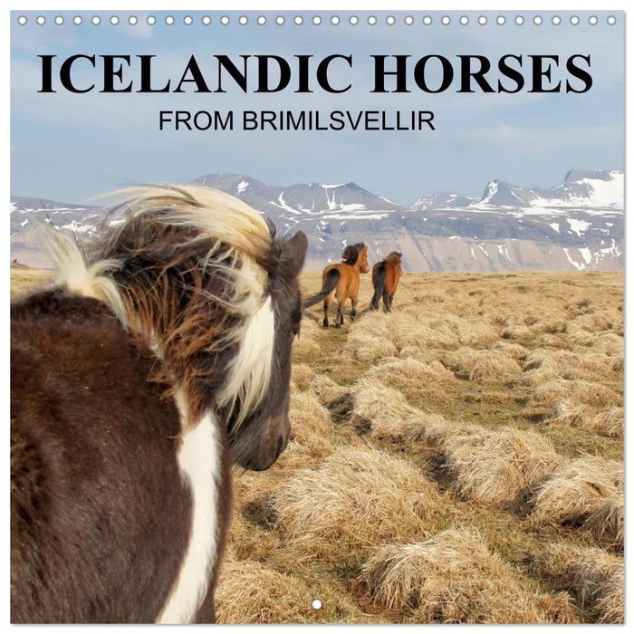 ICELANDIC HORSES from BRIMILSVELLIR (CALVENDO Monthly Calendar 2027)