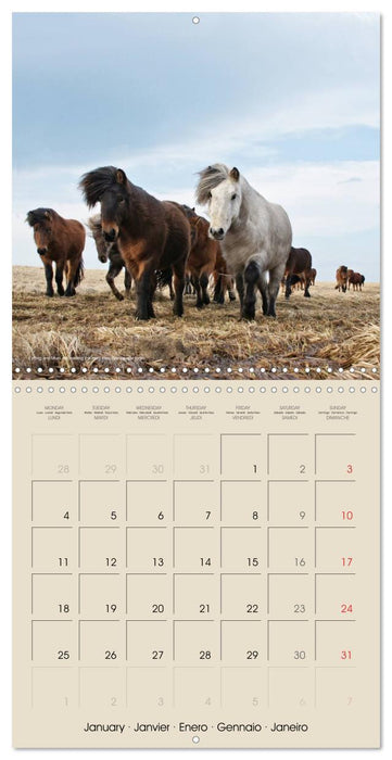 ICELANDIC HORSES from BRIMILSVELLIR (CALVENDO Monthly Calendar 2027)