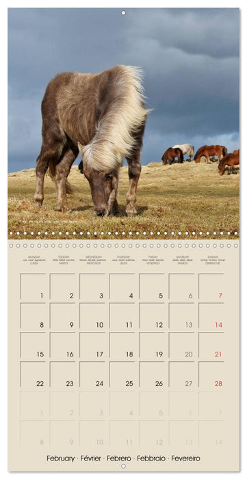 ICELANDIC HORSES from BRIMILSVELLIR (CALVENDO Monthly Calendar 2027)