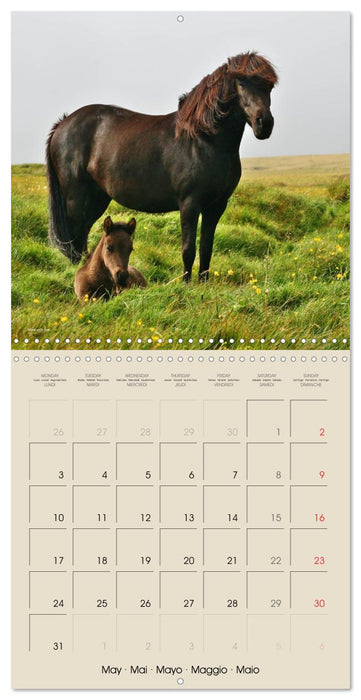 ICELANDIC HORSES from BRIMILSVELLIR (CALVENDO Monthly Calendar 2027)