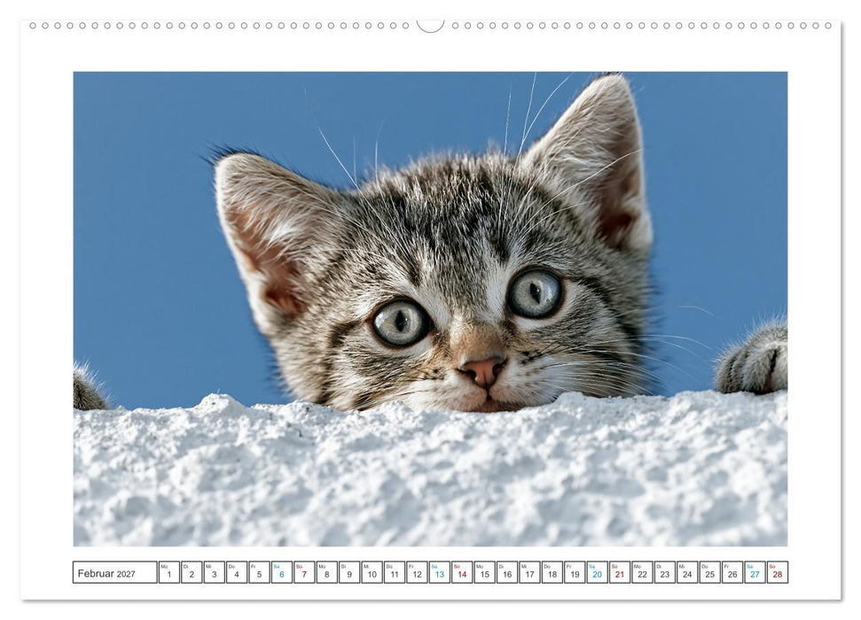 Neugierig auf das Leben! (CALVENDO Premium Wandkalender 2027)