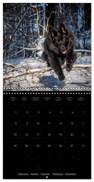 BLACK IS BEAUTIFUL Long-haired Black German Shepherds (CALVENDO Monthly Calendar 2027)