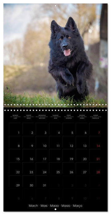 BLACK IS BEAUTIFUL Long-haired Black German Shepherds (CALVENDO Monthly Calendar 2027)