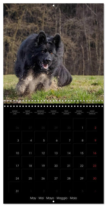 BLACK IS BEAUTIFUL Long-haired Black German Shepherds (CALVENDO Monthly Calendar 2027)