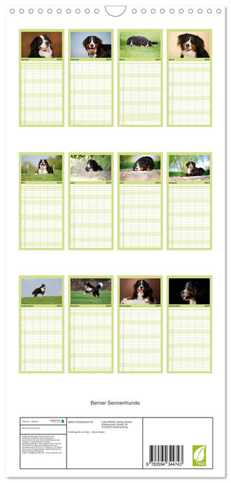 Berner Sennenhunde (CALVENDO Familienplaner 2027)
