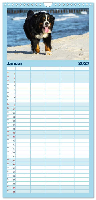 Berner Sennenhunde am Strand (CALVENDO Familienplaner 2027)