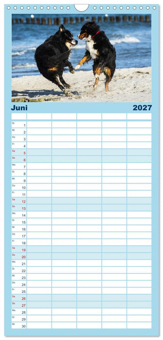 Berner Sennenhunde am Strand (CALVENDO Familienplaner 2027)