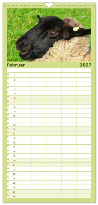 Schafe (CALVENDO Familienplaner 2027)