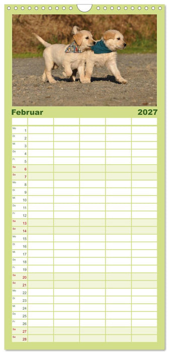 Golden Retriever (CALVENDO Familienplaner 2027)