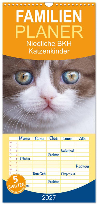 Niedliche BKH Katzenkinder (CALVENDO Familienplaner 2027)