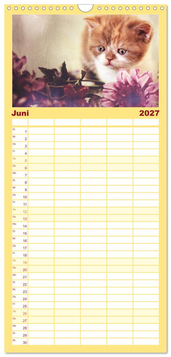 Niedliche BKH Katzenkinder (CALVENDO Familienplaner 2027)