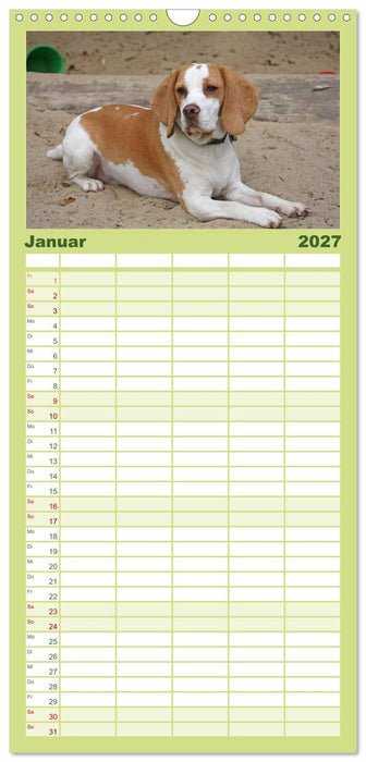 Beagle (CALVENDO Familienplaner 2027)