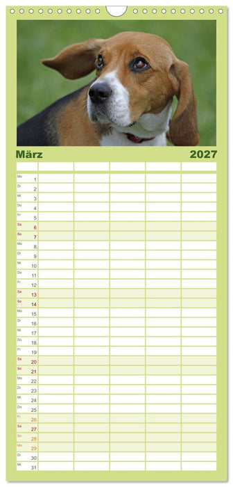 Beagle (CALVENDO Familienplaner 2027)
