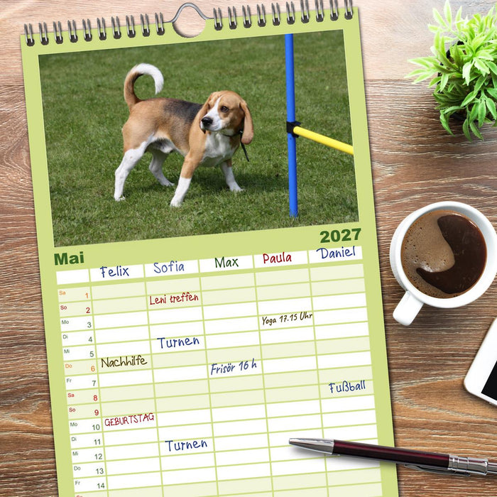 Beagle (CALVENDO Familienplaner 2027)