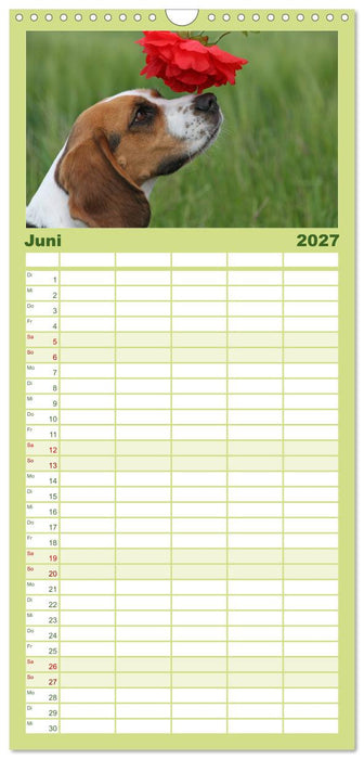 Beagle (CALVENDO Familienplaner 2027)